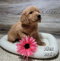 Alex, a male Golden Retriever for sale in Erie, IL – Photo 3 of 4