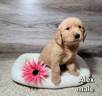 Alex, a male Golden Retriever for sale in Erie, IL – Photo 2 of 4