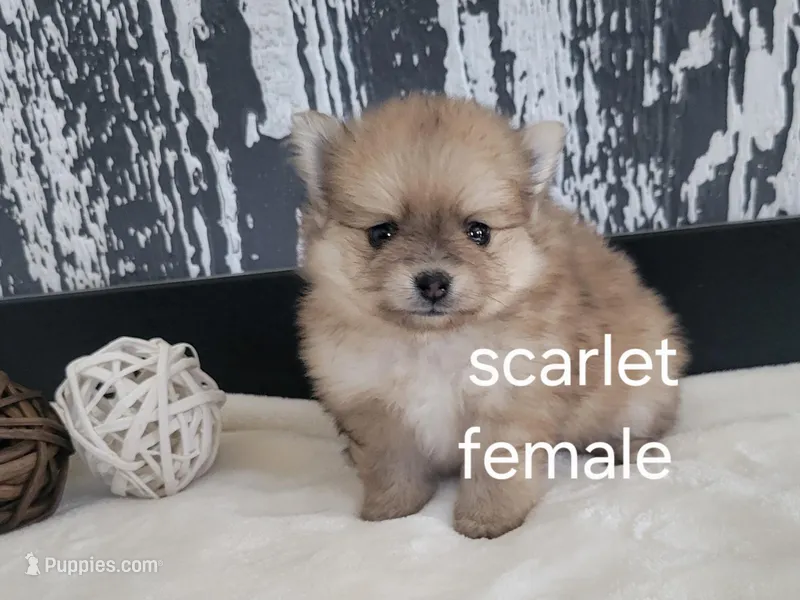 Scarlet  – Pomeranian puppy for sale in Erie, IL