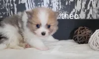 Theo, a male Pomeranian for sale in Erie, IL – Photo 2 of 3