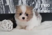 Theo, a male Pomeranian for sale in Erie, IL – Photo 3 of 3