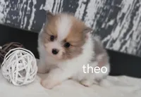 Theo, a male Pomeranian for sale in Erie, IL – Photo 1 of 3