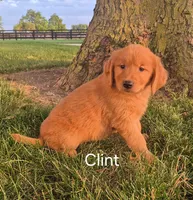 Clint, a male Golden Retriever for sale in Erie, IL – 3 of 3