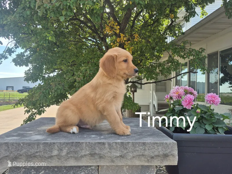 Timmy – Golden Retriever puppy for sale in Erie, IL