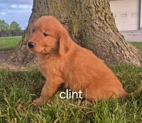Clint, a male Golden Retriever for sale in Erie, IL – 1 of 3