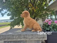 Tanner, a male Golden Retriever for sale in Erie, IL – 2 of 3