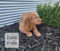 Duke, a male Golden Retriever for sale in Erie, IL – Photo 3 of 3