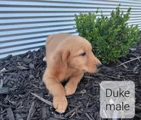 Duke, a male Golden Retriever for sale in Erie, IL – Photo 2 of 3