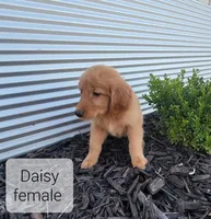 Duke, a male Golden Retriever for sale in Erie, IL – Photo 1 of 3