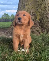 Cody, a male Golden Retriever for sale in Erie, IL – 2 of 3