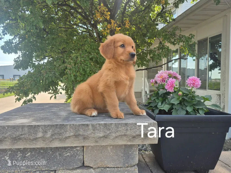Tara – Golden Retriever puppy for sale in Erie, IL