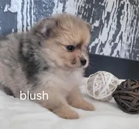 Blush , a female Pomeranian for sale in Erie, IL – Photo 2 of 3