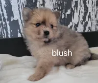 Blush , a female Pomeranian for sale in Erie, IL – Photo 1 of 3