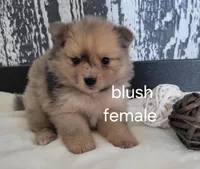 Blush , a female Pomeranian for sale in Erie, IL – Photo 3 of 3
