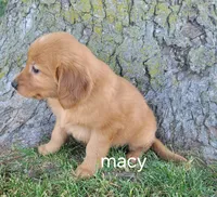 Macy, a female Golden Retriever for sale in Erie, IL – 3 of 3