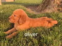 Oliver , a male Golden Retriever for sale in Erie, IL – 2 of 3