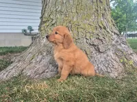 Macy, a female Golden Retriever for sale in Erie, IL – 2 of 2
