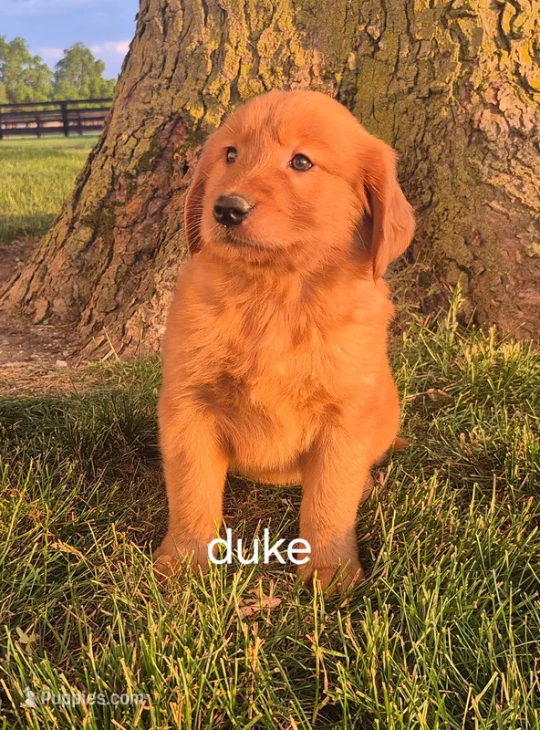 Duke  – Golden Retriever puppy for sale in Erie, IL