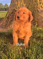 Duke , a male Golden Retriever for sale in Erie, IL – 1 of 3