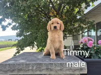 Timmy, a male Golden Retriever for sale in Erie, IL – 3 of 3