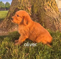 Oliver , a male Golden Retriever for sale in Erie, IL – 3 of 3