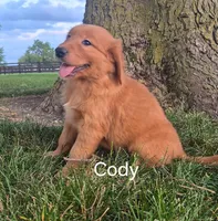 Cody, a male Golden Retriever for sale in Erie, IL – 3 of 3