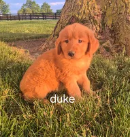 Duke , a male Golden Retriever for sale in Erie, IL – 2 of 3
