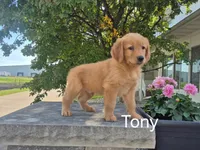 Tony , a male Golden Retriever for sale in Erie, IL – 2 of 3