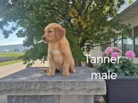 Tanner, a male Golden Retriever for sale in Erie, IL – 1 of 3