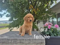 Tara, a female Golden Retriever for sale in Erie, IL – 2 of 3