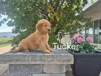 Tucker , a male Golden Retriever for sale in Erie, IL – 2 of 3
