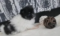 Posie , a female Pomeranian for sale in Erie, IL – Photo 2 of 3