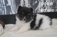 Posie , a female Pomeranian for sale in Erie, IL – Photo 3 of 3