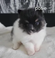 Posie , a female Pomeranian for sale in Erie, IL – Photo 1 of 3