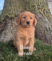 Daisy , a female Golden Retriever for sale in Erie, IL – 2 of 3