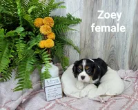 Zoey, a female Cavalier King Charles Spaniel for sale in Erie, IL – Photo 2 of 3