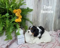 Zoey, a female Cavalier King Charles Spaniel for sale in Erie, IL – Photo 3 of 3