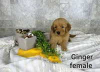 Ginger, a female Golden Retriever for sale in Erie, IL – Photo 3 of 3