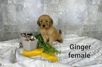 Ginger, a female Golden Retriever for sale in Erie, IL – Photo 1 of 3