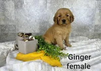 Ginger, a female Golden Retriever for sale in Erie, IL – Photo 2 of 3