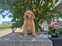Taz , a male Golden Retriever for sale in Erie, IL – 3 of 3