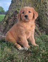 Daisy , a female Golden Retriever for sale in Erie, IL – 3 of 3