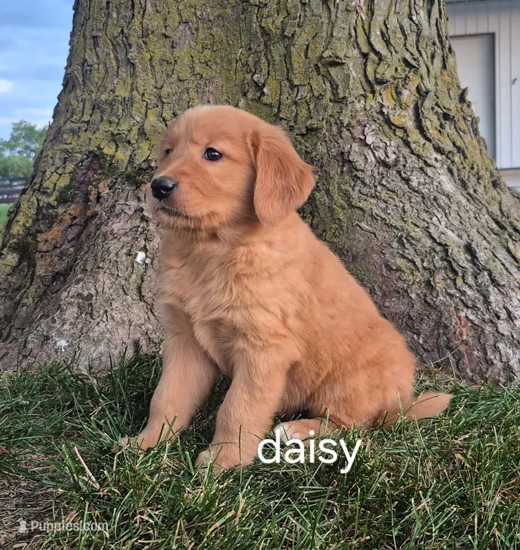 Daisy  – Golden Retriever puppy for sale in Erie, IL