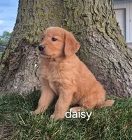 Daisy , a female Golden Retriever for sale in Erie, IL – 1 of 3