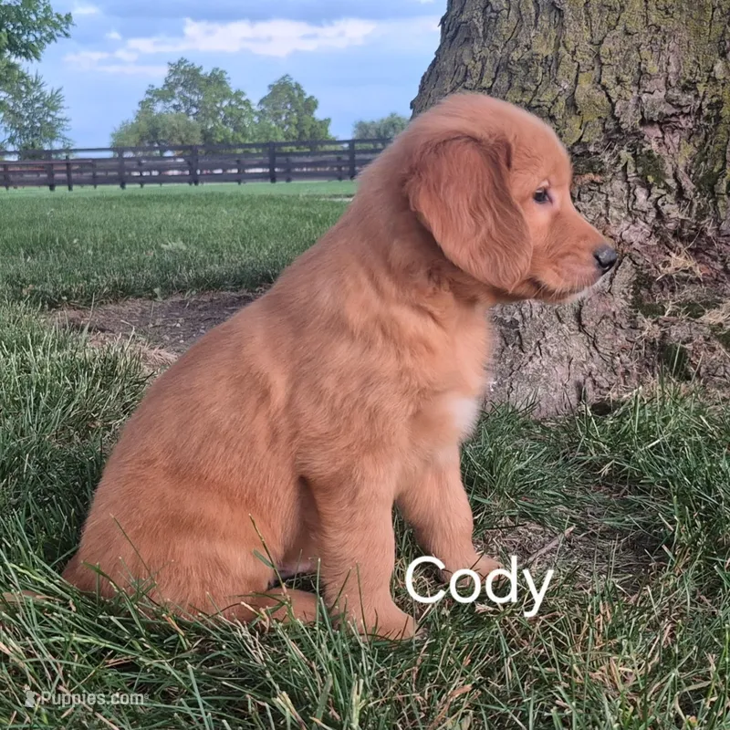 Cody – Golden Retriever puppy for sale in Erie, IL