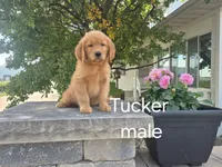 Tucker , a male Golden Retriever for sale in Erie, IL – 3 of 3