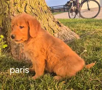 Paris , a female Golden Retriever for sale in Erie, IL – 2 of 3