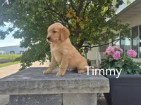 Timmy, a male Golden Retriever for sale in Erie, IL – 2 of 3
