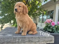 Tony , a male Golden Retriever for sale in Erie, IL – 3 of 3