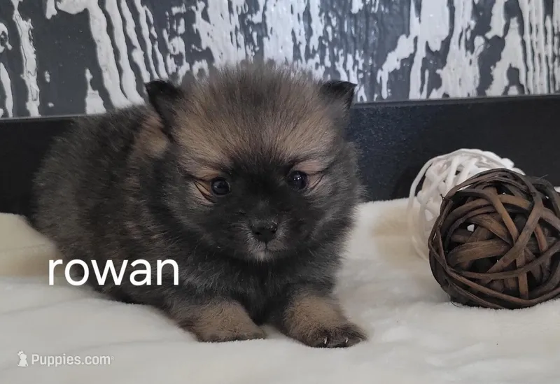 Rowan  – Pomeranian puppy for sale in Erie, IL